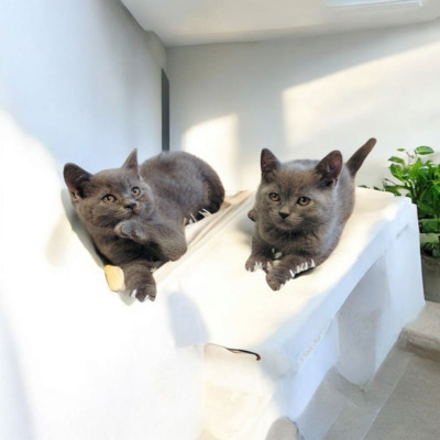 Britisch Kurzhaar Jungtier - Kater