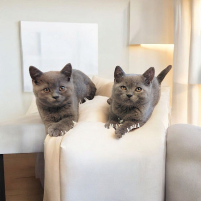 Britisch Kurzhaar Jungtier - Kater