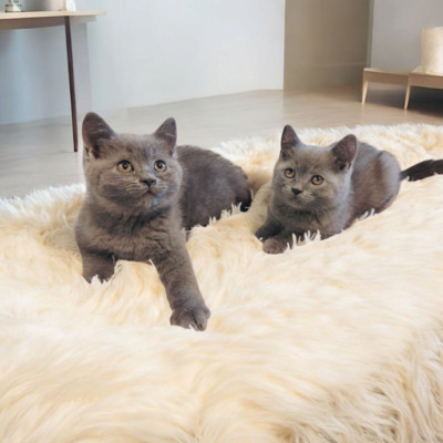Britisch Kurzhaar Jungtier - Kater