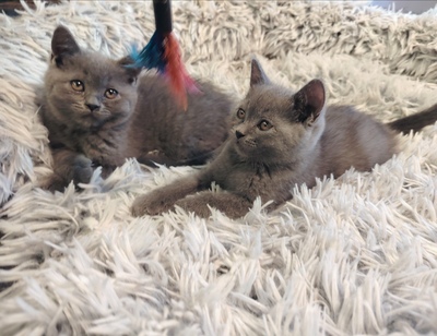 Britisch Kurzhaar Jungtier - Kater