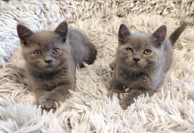 Britisch Kurzhaar Jungtier - Kater