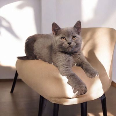 Britisch Kurzhaar Jungtier - Kater