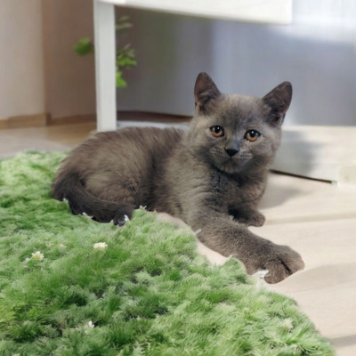 Britisch Kurzhaar Jungtier - Kater
