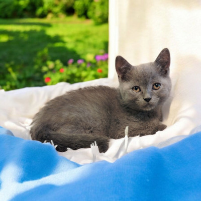 Britisch Kurzhaar Jungtier - Kater