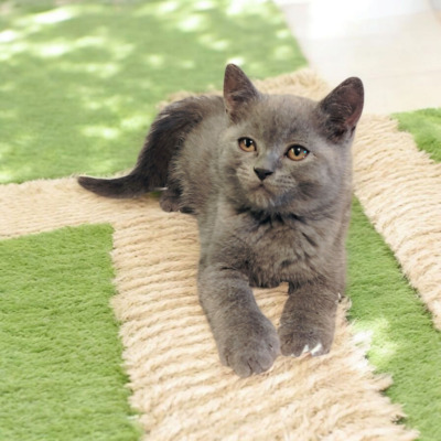 Britisch Kurzhaar Jungtier - Kater