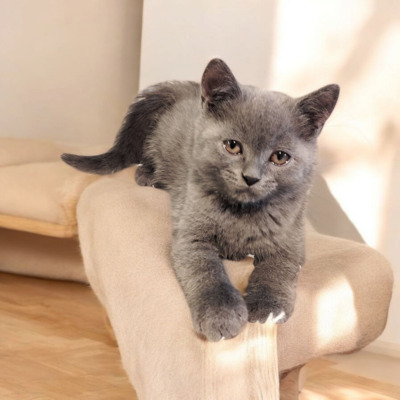 Britisch Kurzhaar Jungtier - Kater