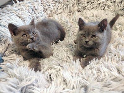 Britisch Kurzhaar Jungtier - Kater