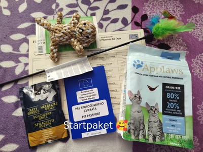 Britisch Kurzhaar Jungtier - Kater