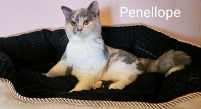 Britisch Kurzhaar Jungtier - Katze