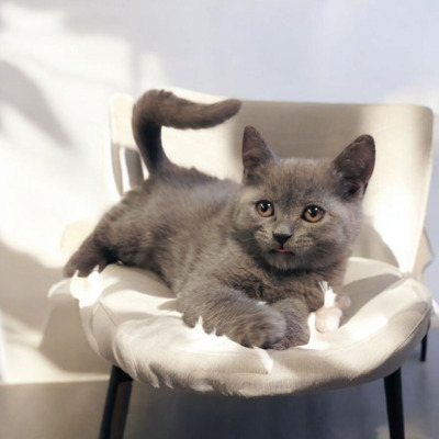 Britisch Kurzhaar Jungtier - Katze