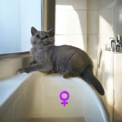 Britisch Kurzhaar Jungtier - Katze