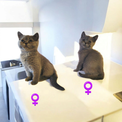 Britisch Kurzhaar Jungtier - Katze