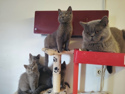 Britisch Kurzhaar Jungtier - Katze