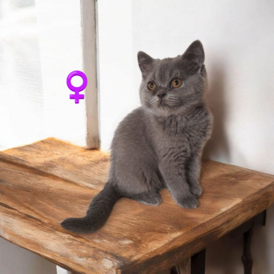 Britisch Kurzhaar Jungtier - Katze