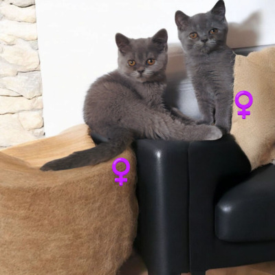 Britisch Kurzhaar Jungtier - Katze