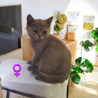 Britisch Kurzhaar Jungtier - Katze