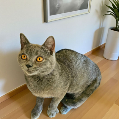 Britisch Kurzhaar Jungtier - Katze