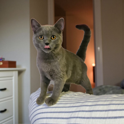 Britisch Kurzhaar Jungtier - Katze