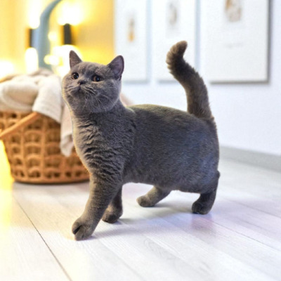 Britisch Kurzhaar Jungtier - Katze