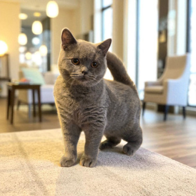 Britisch Kurzhaar Jungtier - Katze