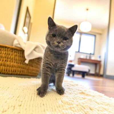 Britisch Kurzhaar Jungtier - Katze