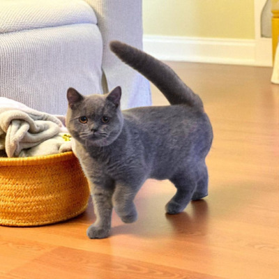 Britisch Kurzhaar Jungtier - Katze