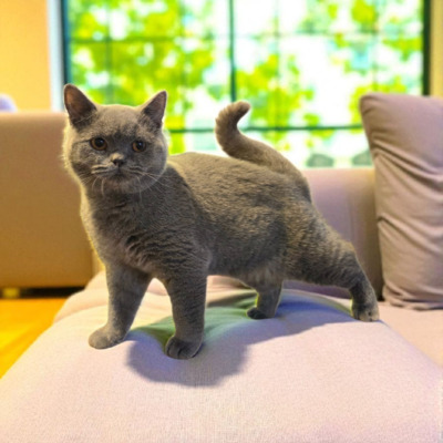 Britisch Kurzhaar Jungtier - Katze