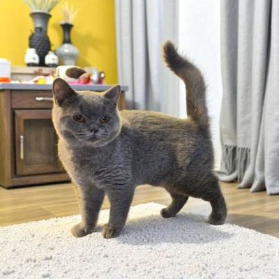 Britisch Kurzhaar Jungtier - Katze