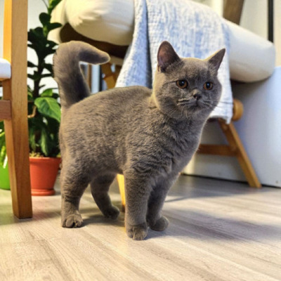 Britisch Kurzhaar Jungtier - Katze