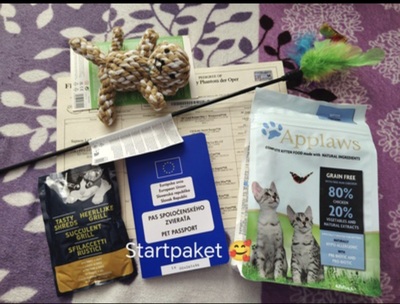 Britisch Kurzhaar Jungtier - Katze