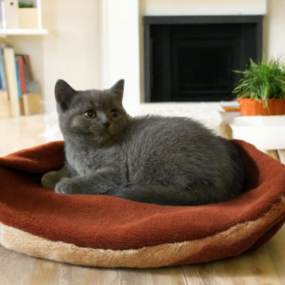 Britisch Kurzhaar Jungtier - Katze
