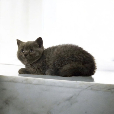 Britisch Kurzhaar Jungtier - Katze