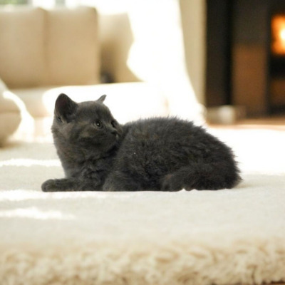 Britisch Kurzhaar Jungtier - Katze