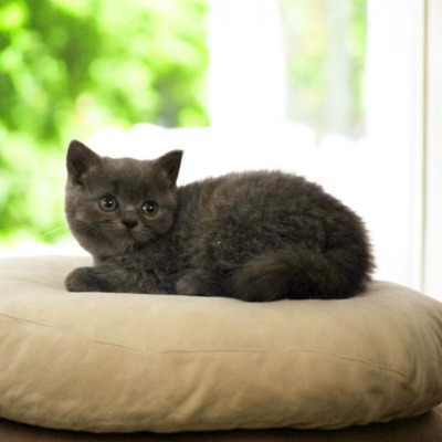 Britisch Kurzhaar Jungtier - Katze