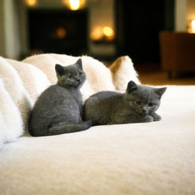 Britisch Kurzhaar Jungtier - Katze