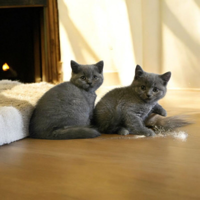 Britisch Kurzhaar Jungtier - Katze
