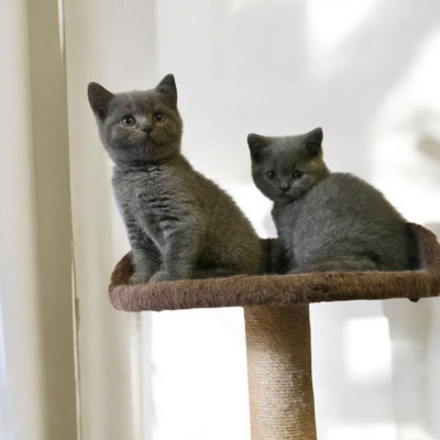 Britisch Kurzhaar Jungtier - Katze