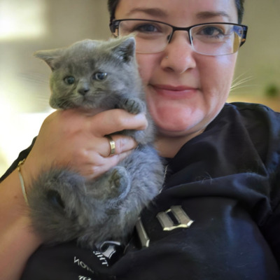 Britisch Kurzhaar Jungtier - Katze