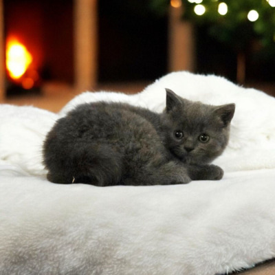 Britisch Kurzhaar Jungtier - Katze