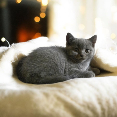 Britisch Kurzhaar Jungtier - Katze