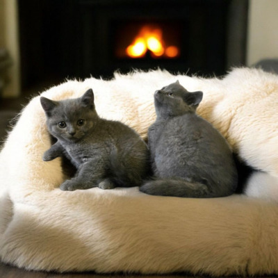 Britisch Kurzhaar Jungtier - Katze