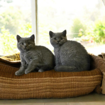 Britisch Kurzhaar Jungtier - Katze