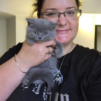 Britisch Kurzhaar Jungtier - Katze