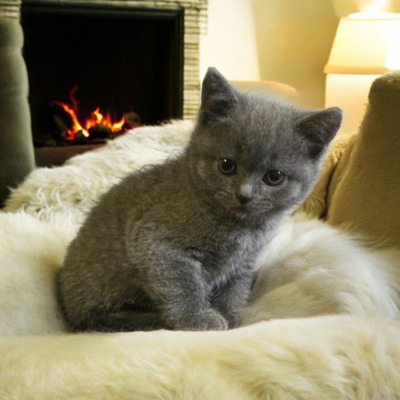 Britisch Kurzhaar Jungtier - Katze