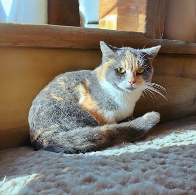 Britisch Kurzhaar Jungtier - Katze
