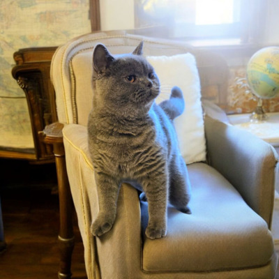 Britisch Kurzhaar Jungtier - Katze