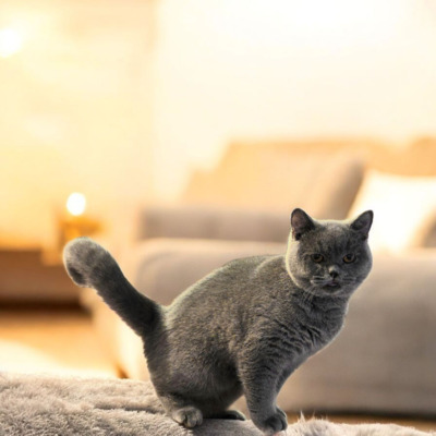 Britisch Kurzhaar Jungtier - Katze