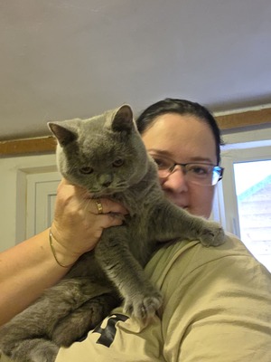 Britisch Kurzhaar Jungtier - Katze