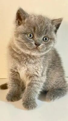 Britisch Kurzhaar Kätzchen in Blue, Britisch Kurzhaar & Britisch Langhaar Jungtier - Katze