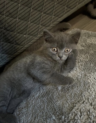 Britisch Kurzhaar Kätzchen in Blue, British Kurzhaar Jungtier - Katze